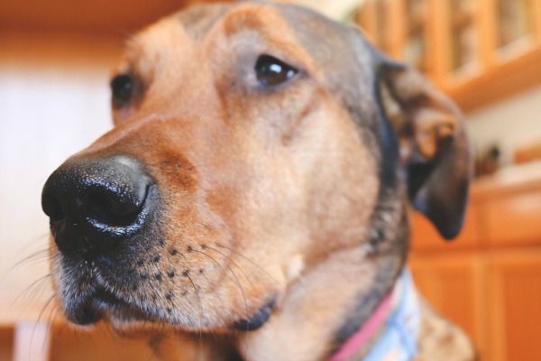 dog in kitchen - Kevin